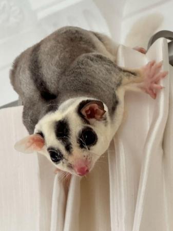 Image 9 of TWO BEAUTIFUL MOSAIC SUGAR GLIDERS – BROTHERS