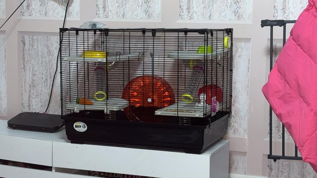 Everything you need for a clearance hamster