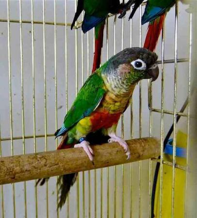 Image 3 of ......Baby Conure Parrots.....