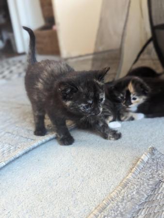 Image 8 of 5 kittens for sale 2 gingers and 3 bark speckled,