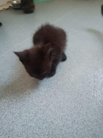 Image 6 of 9 week old kittens looking for new home
