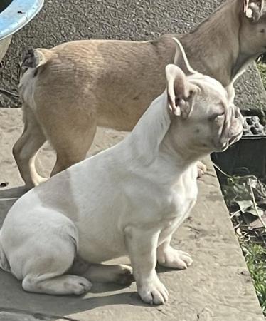 Image 10 of KC REGISTERED TRUE TO TYPE FRENCH BULLDOG PUPPY BOY