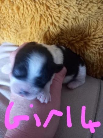 Image 6 of Shih Tzu pups x5 only x2 girls left