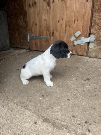 Image 4 of Working Springer Spaniel Puppies for sale