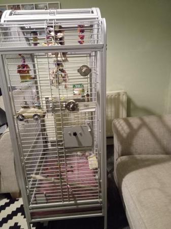 Image 4 of Aproximatly 2 and a half years old Budgerigars, male & femal