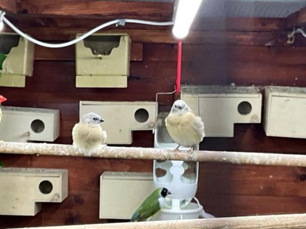Image 6 of Gouldian finch breeding pairs, normals various. Olours