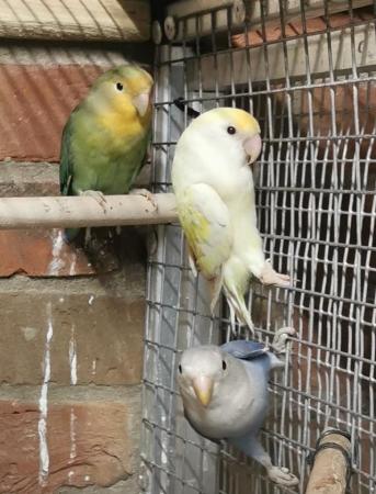Image 5 of PEACHFACE LOVEBIRDS, Good size and Health y