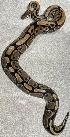 Image 2 of *REDUCED* BALL PYTHONS MALE & FEMALE FOR SALE