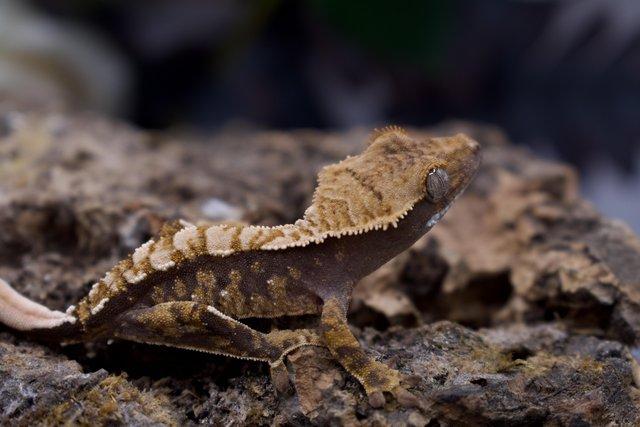 Image 1 of Excellent CB23 Young Crested Gecko with Tikis Geckos lineage