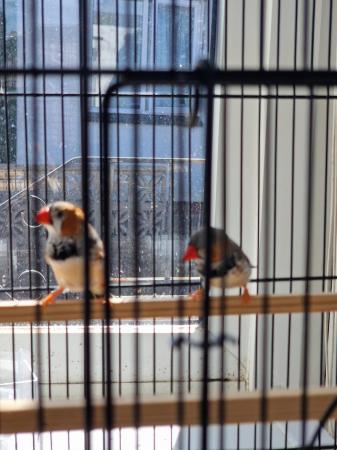 Image 1 of A pair of zebra finches and cage