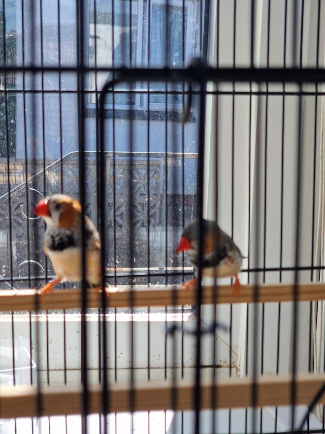 Preview of the first image of A pair of zebra finches and cage.
