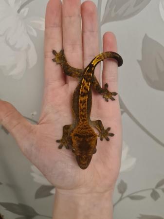 Image 3 of Partial Pin Harley Crested Gecko