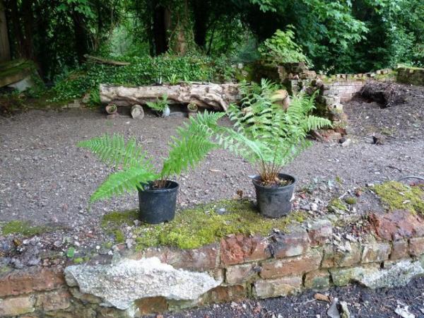 Image 2 of Ferns for the shade garden