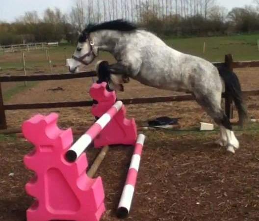 Preview of the first image of 11.2hh pony for Part loan.