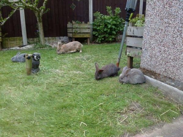 Image 3 of Giant Flemish French Lop Cross rabbits for sale