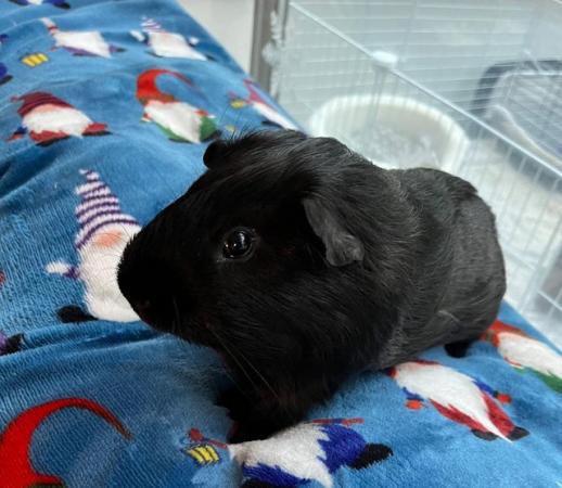 Image 4 of Rescue Guinea Pigs (with advice and guidance) for Adoption