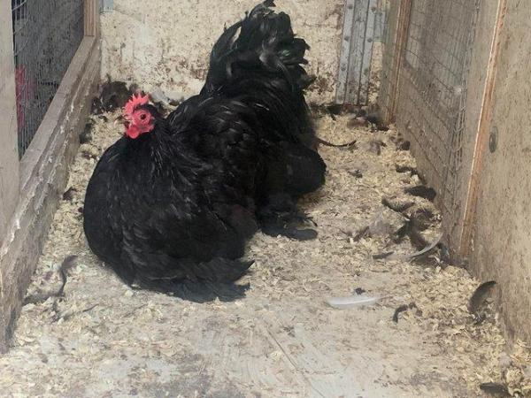 Image 2 of Pairs and trios of black pekin chickens