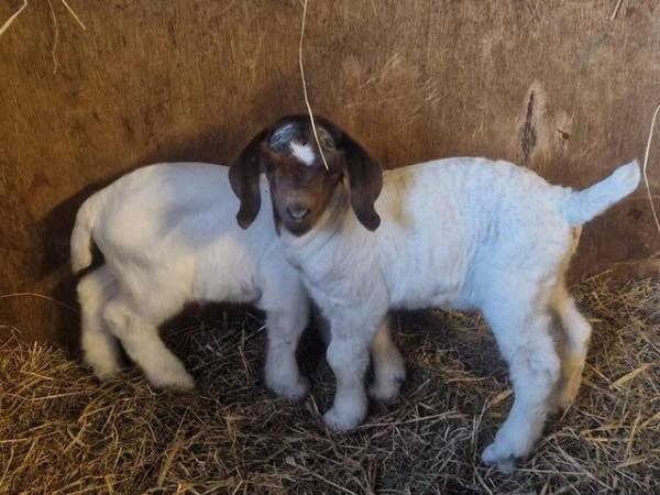 Image 2 of Female and wether boer goat kids for sale