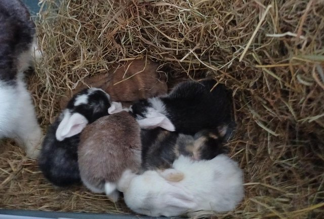 Image 8 of Beautiful Mini lop Bunnies