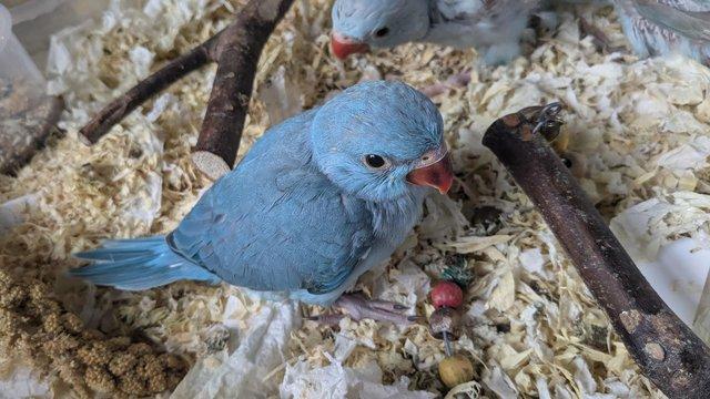 Image 7 of Cuddly tame hand reared baby ringneck parrots