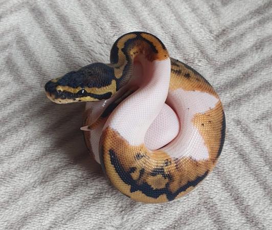 Image 2 of Piebald royal python babies