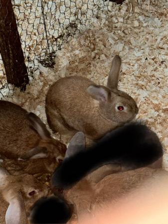 Image 4 of Female rabbits mini lop x lop