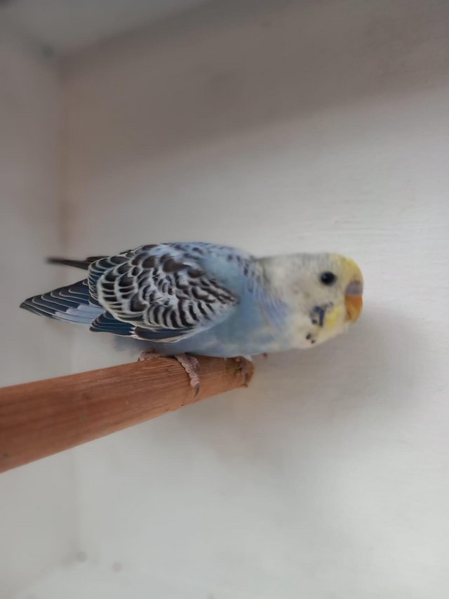 Preview of the first image of Beautiful Baby Budgerigars.