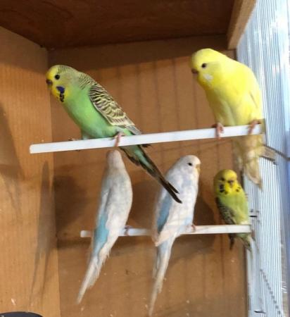 Image 4 of Female budgies looking for good loving homes