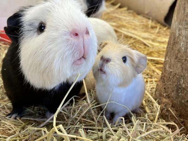 Image 1 of Male Guinea Pigs for Sale