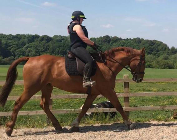 Image 21 of 17hh Irish sports horse gelding for part-loan