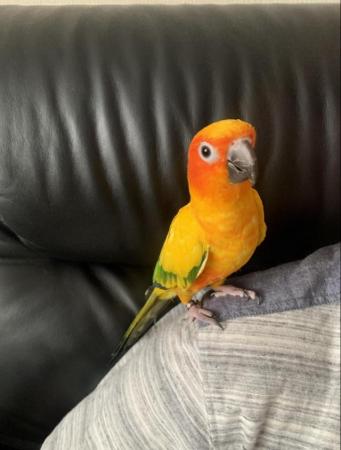 Image 5 of 19 month old male Sun Conure