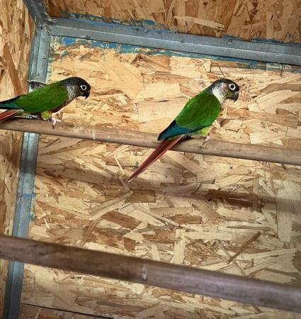 Image 2 of Stunning conure pair for sale
