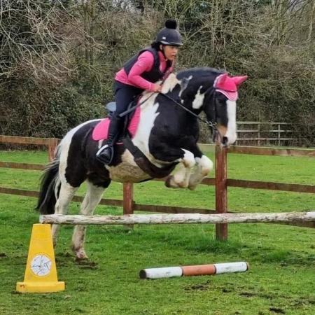 Image 2 of Teddy 15.2hh cob gelding for part loan/share in Arborfield,