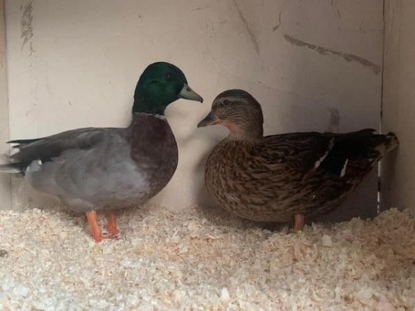 Image 3 of Pair of mallard call ducks for sale