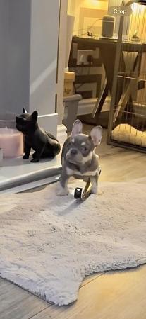 Image 8 of Beautiful KC Registered French Bulldog Puppy SOLD