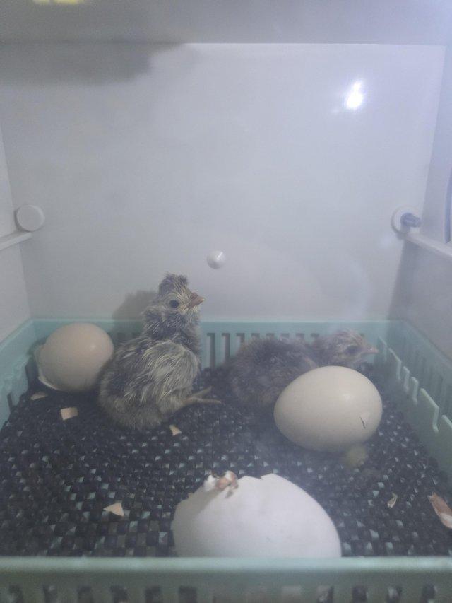 Day old pekin bantam chicks and 1 polish bantam — photo 3 of 3