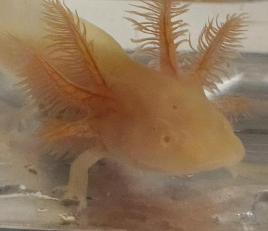 Image 3 of Beautiful axolotls ready for there forever waters