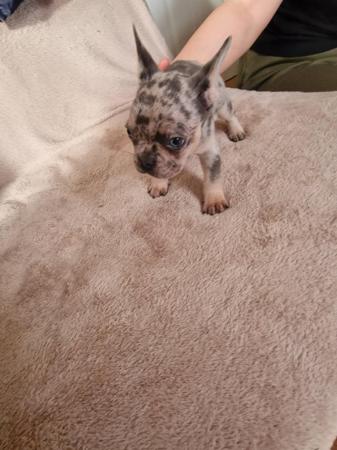 Image 4 of Frenchbull dog male puppies for sale 8 weeks old