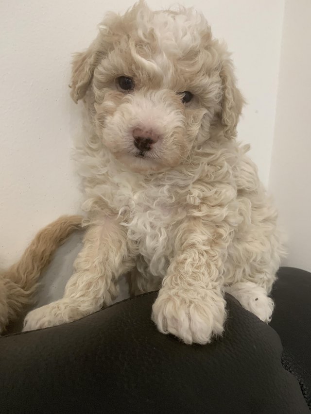 Preview of the first image of Stunning Maltipoo Puppies for sale.