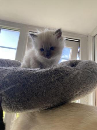 Image 8 of Pure Ragdoll kittens available now