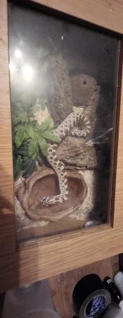 Image 3 of Western hognose snake plus small enclosure