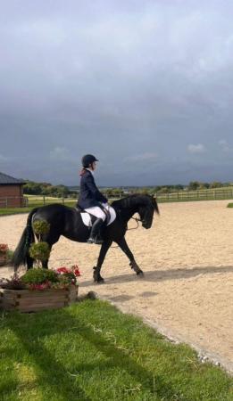 Image 2 of Gorgeous black Mare for part loan