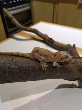 Image 3 of Unsexed CB 2021 Red Reticulated Gargoyle Gecko