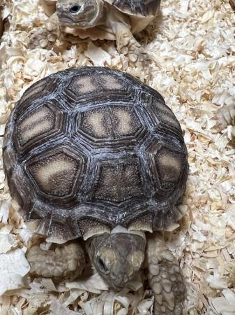 Image 3 of Uk bred Sulcata Tortoise Hatchlings