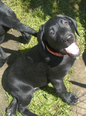 Image 37 of KC Registered Health Tested Parents Labrador Puppies