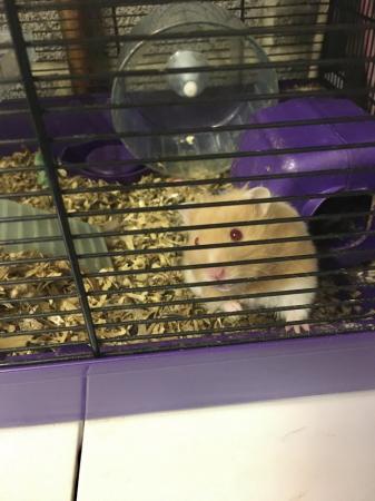 Image 1 of Hamster and cage and accessories