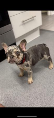 Image 1 of Puppy French bulldogs for sale