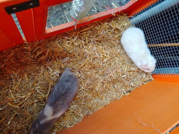 Image 1 of two guinea pigs for sale