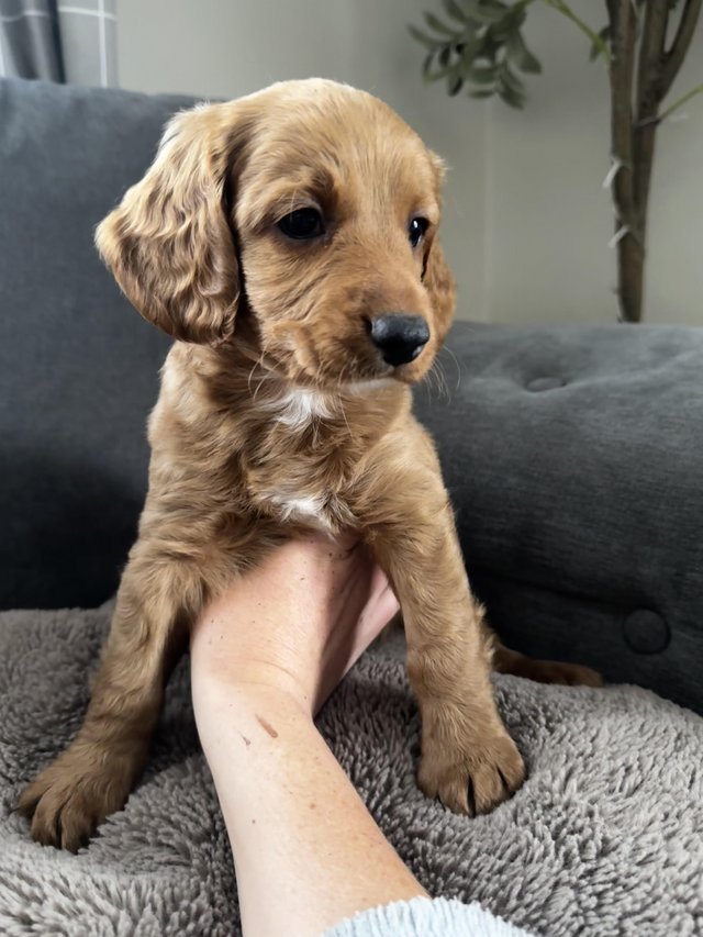 Preview of the first image of 7 week old beautiful boy cockapoo’s (only 1 left).