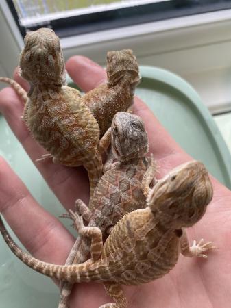 Image 1 of Mixed Baby bearded dragons